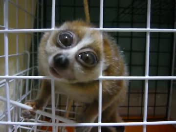 檻から出ようとするクソザコナメクジ.flv