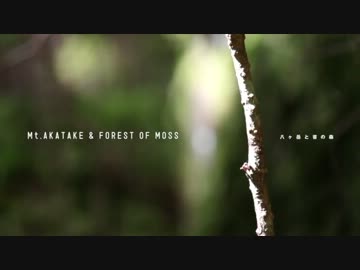 八ヶ岳と苔の森