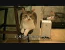 午後の過ごし方に見るみゅうのこだわり