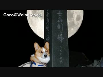 Nyan Cat - puppies / コーギー子犬 Goro@Welsh corgi