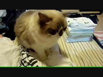 【レオ★ララ】 一緒に洗濯物たたむ猫？