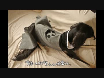 ツインテールな犬にブラック★PAWシューターコスプレさせてみました