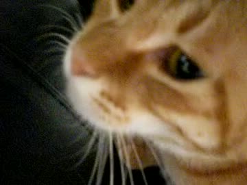 拾いねこ＠生後450/417目　アコさん450日記念。