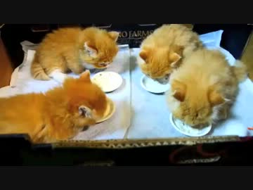 【マンチカンズ】マンチカン子猫の成長を見守る母の愛？