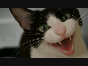 玄関開けたら2秒でにゃんこ♪♪♪ - その３ -