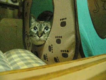 元野良猫が家猫になったらとにかく可愛さがすごいよジャンくん！