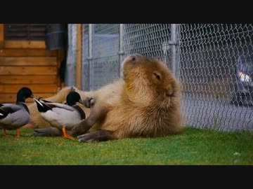 カモがカピバラに謎のツボマッサージ（反応強）