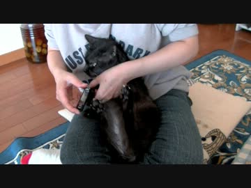 くるねこ大和　20130928　尾張の黒豹