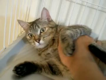 拾いねこ＠生後451/418目　ケージの中のアコツキさま