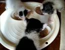 続・牛柄猫家族３ ～初めての離乳食～