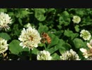 【のどかな】動かない糸とんぼと蜜を集めるミツバチ【川の周辺】
