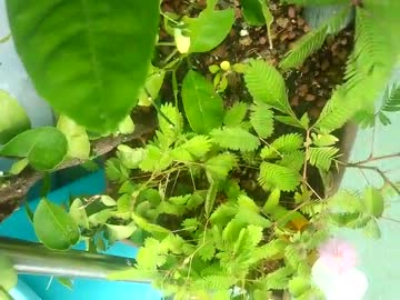 おじぎ草　指先でなくても葉は閉じる。