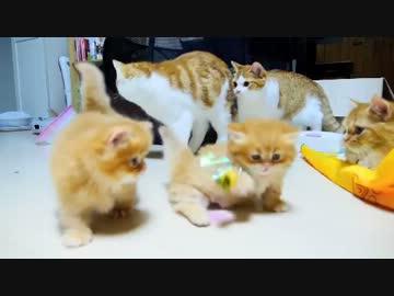 【マンチカンズ】マンチカン４兄妹と３兄妹を比較してみた