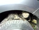 田舎猫のとある日常