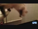 ドジな猫たち