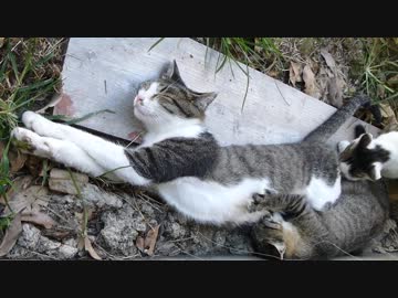 子猫がお乳を飲んでいます