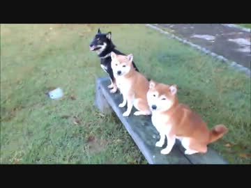 柴犬ひかりといちごと黒柴くん