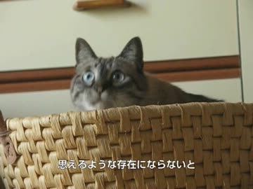 ジャンくんが本当になついたら病院に行くよ　大丈夫かな？