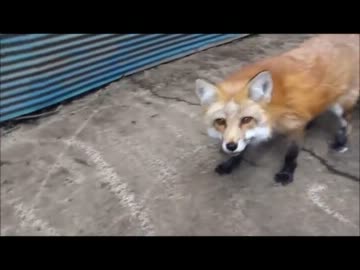 蔵王キツネ村にいってきた