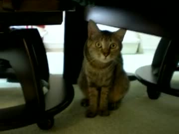 拾いねこ＠生後454/421目　消費税増税来てしまったか～