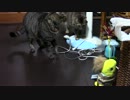 きょうの梨【蒼民家の猫々】