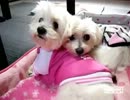 おいっ！おいっ！出てるよ半分！_They're half!.mp4
