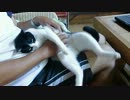 うちの猫の足の動きがおもしろかわいい