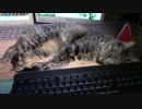 きょうの榛名【蒼民家の猫々】