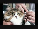 Trim The Cat`s Hair