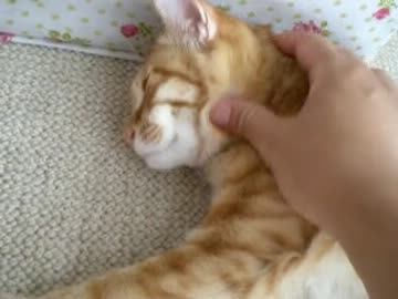 拾いねこ＠生後456/423目　マッサージされて気持ちよさげなアコさん