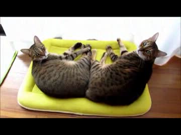 ２匹でぬくぬく