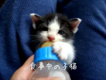 続・牛柄猫家族４ ～がんばる子猫～