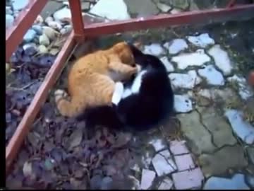 【永井先生】ねこ喧嘩動画鑑賞