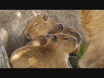 仔カピバラすやすや その後災難、でも寝る