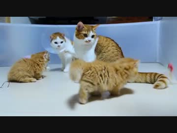 【マンチカンズ】マンチカンの子猫たち、大猫に翻弄される