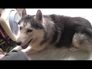 うちの犬撮ってみた 9