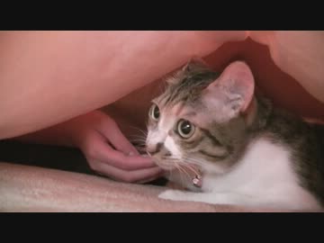 お兄ちゃんのひざコタツでぬくぬくしたい猫