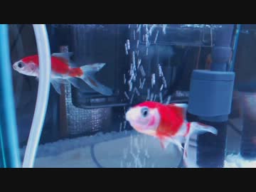 【アクアリウム】金魚水槽30cmを立ち上げてみました。
