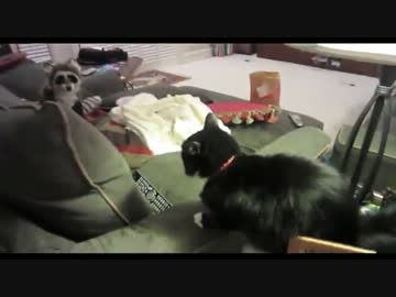 【猫】ネコにアライグマをけしかけてみた【激おこ】