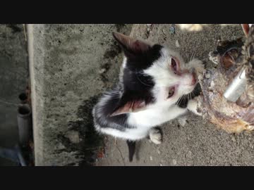 食らいつく猫.mp4