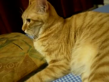 拾いねこ＠生後457/424目　ホークス終戦だなぁ、あの逆転負けはないわ～。