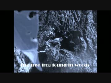 【オリジナル曲】森で見つけたアオガエル【インスト】