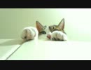 牙突猫(KYM)