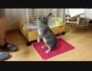 リンゴの皮を追うウサギ