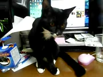 生後20週間-4　まりさたんかわいい