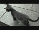 猫好き巡礼の旅【どこかの森と神社】その１５