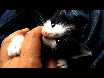 続・牛柄猫家族５ ～遊ぶ子猫～