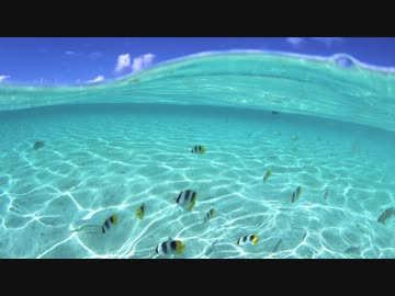 【テクノポップ】mue mue【キレイな海に行った気分になれる曲】