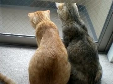 拾いねこ＠生後459/426目part1　仲良しさんだなー。