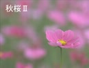 秋桜Ⅱ